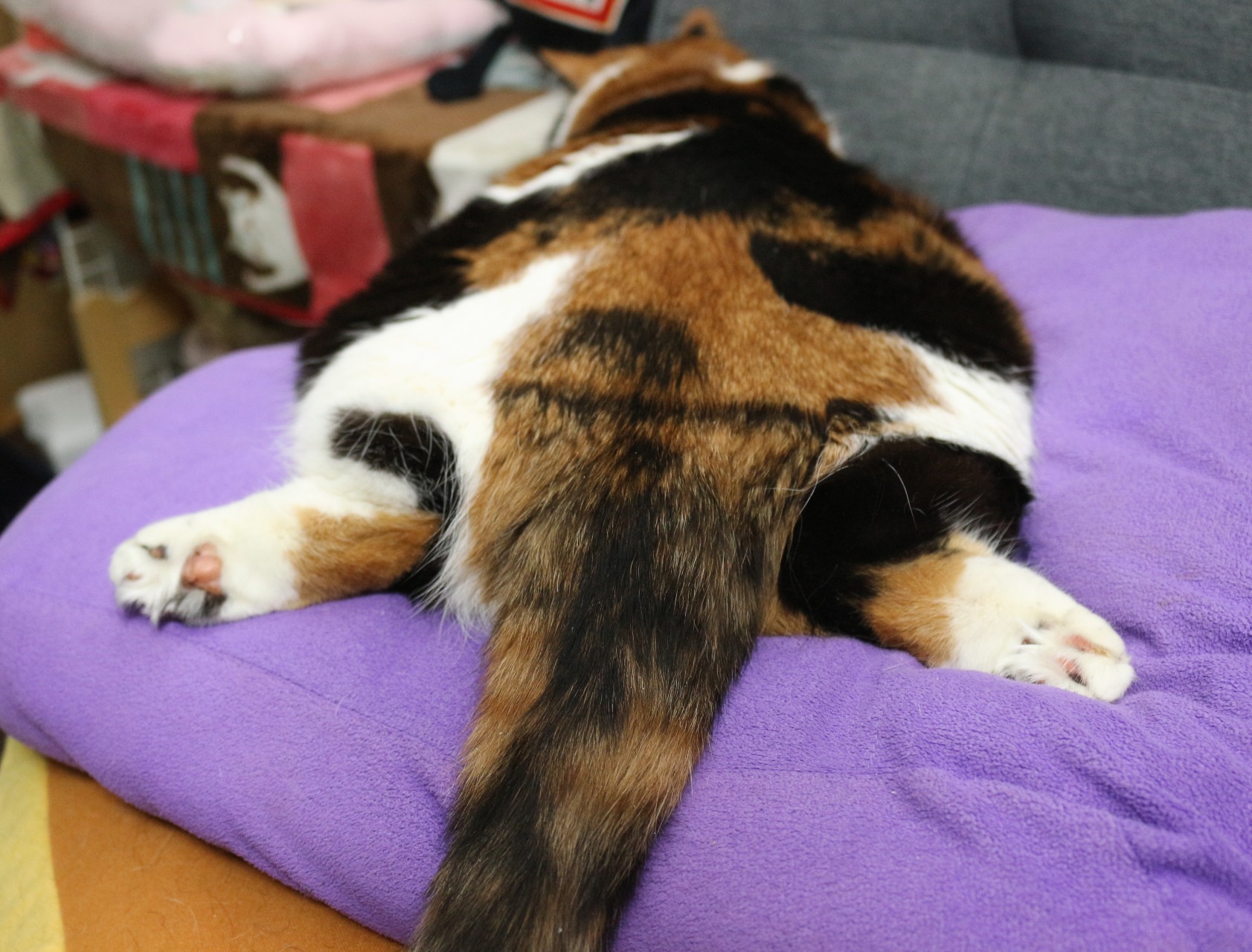 Ta Ma お股 ミケ愛好会 スコティッシュフォールド Catsoftwitter T Co Qtvrxud5ez Twitter