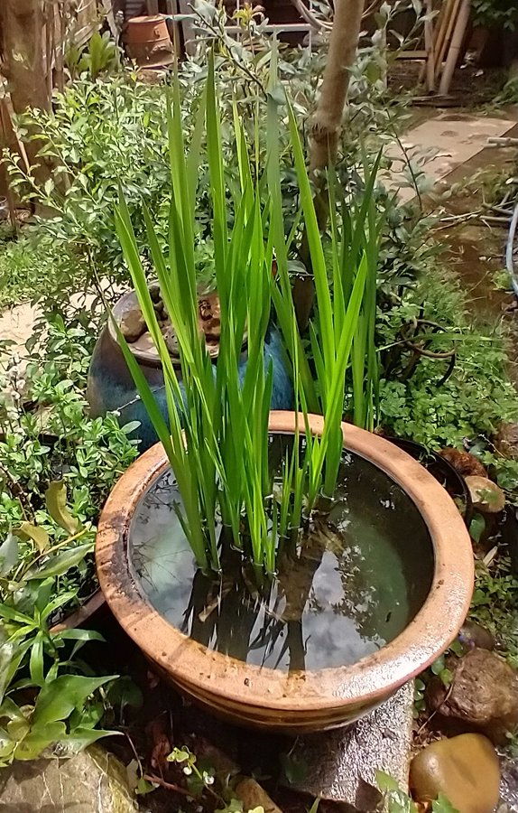 ショウブ 匂い菖蒲 植物 苗 山野草 生産販売 通販 リスト