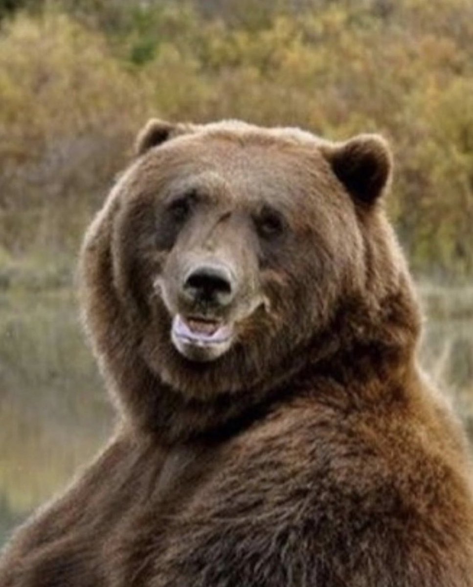 MainStreetsBear's tweet photo. Found an old yearbook photo of me https://t.co/K4aOP2I8oD
