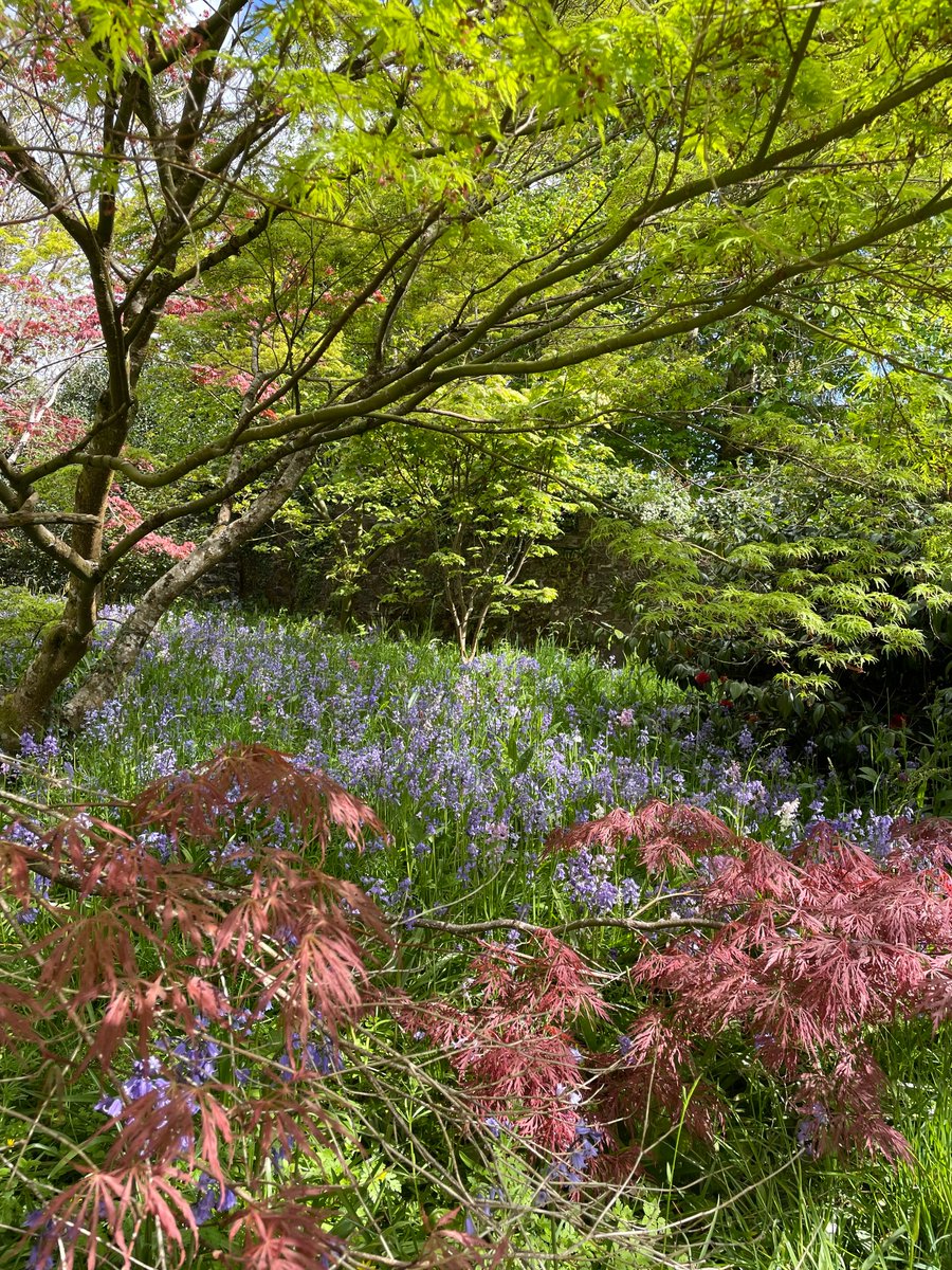 Cotehele NT tweet media