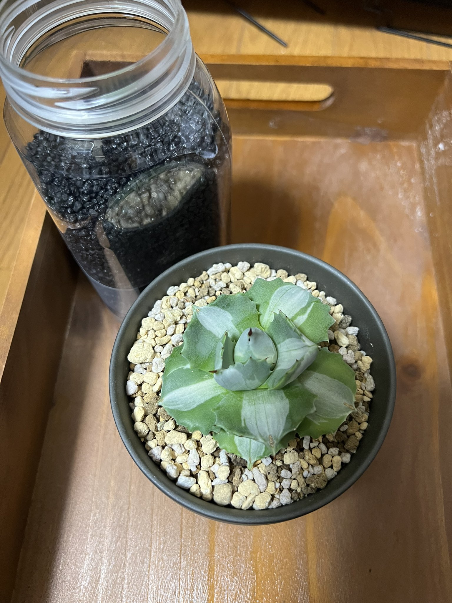 ニッシー アガベには化粧砂っしょ 多肉植物 王妃雷神白中斑 T Co Orya5xfsi4 Twitter