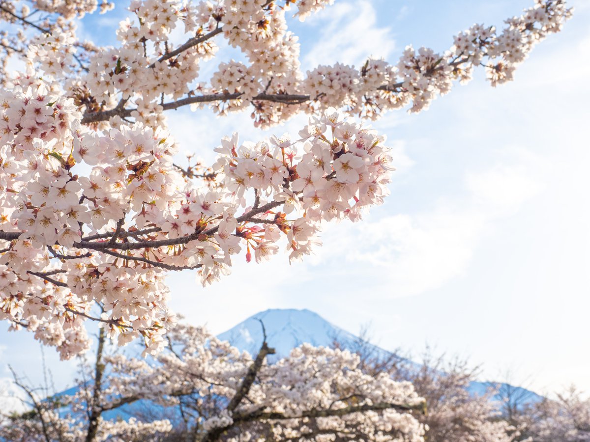 桜と富士様 ・・・・・芸がない💦 なんとかせねば💦 https://t.co/kATrSULEAm