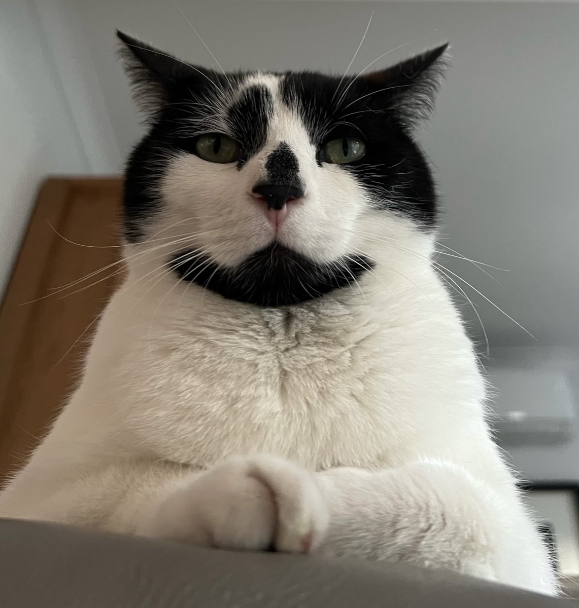 ScrumpoTM's tweet photo. I'm a cat ... looking down on humans is one of the things I do best :) #CatsOfTwitter #CatsOnTwitter https://t.co/xaK1ZZtSuV