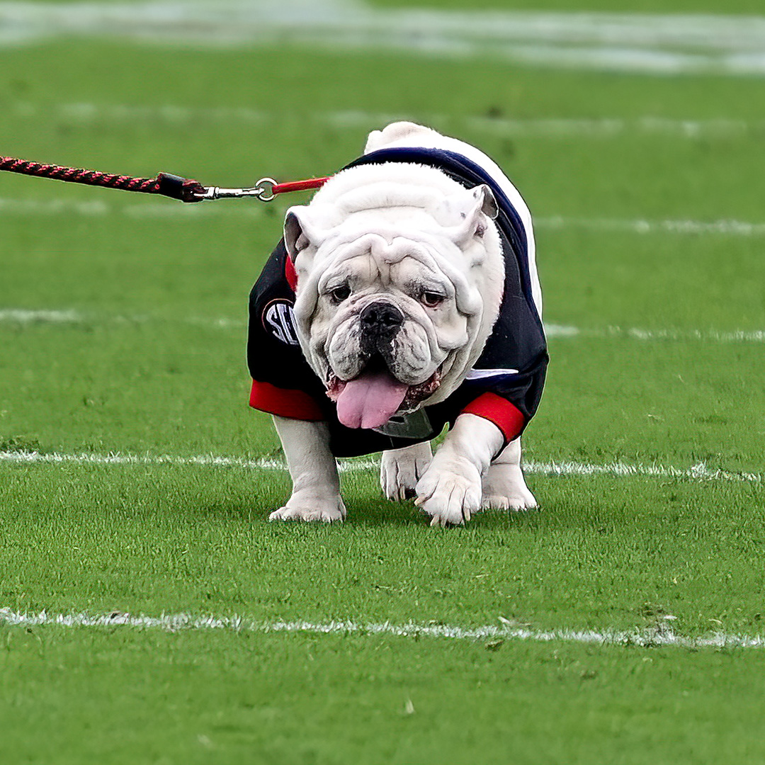 UGAAthletics's tweet photo. The best mascot in all the land! https://t.co/trUYc8sCYx