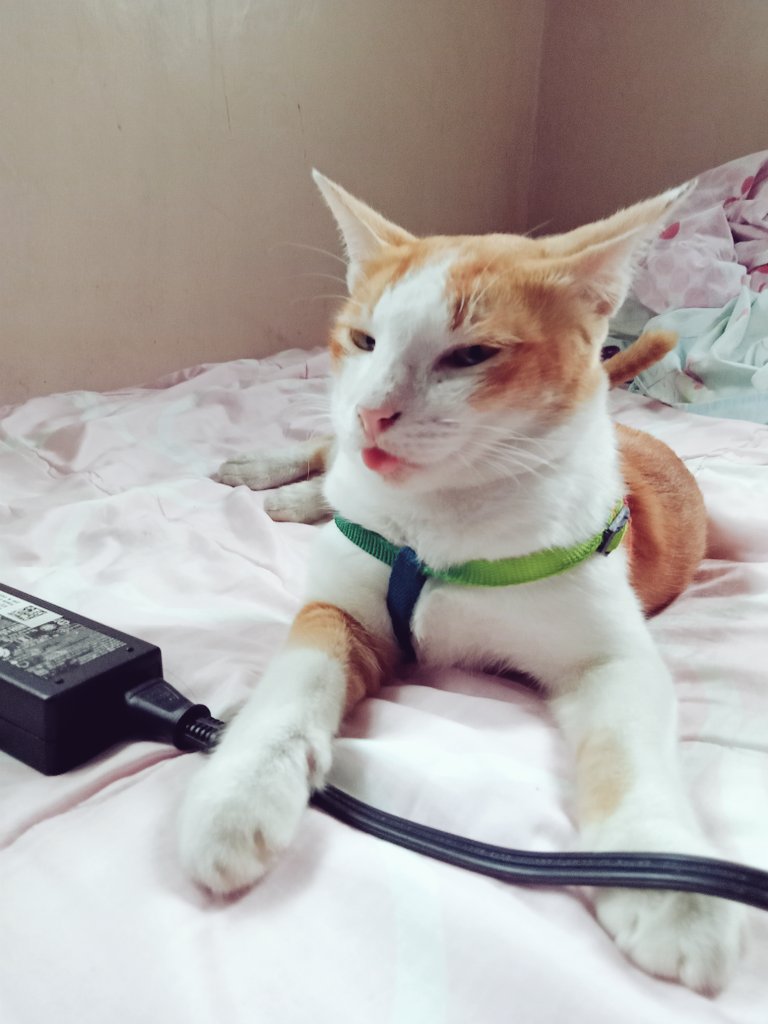shyshypablo's tweet photo. big boi blep https://t.co/R1btVlAjl1