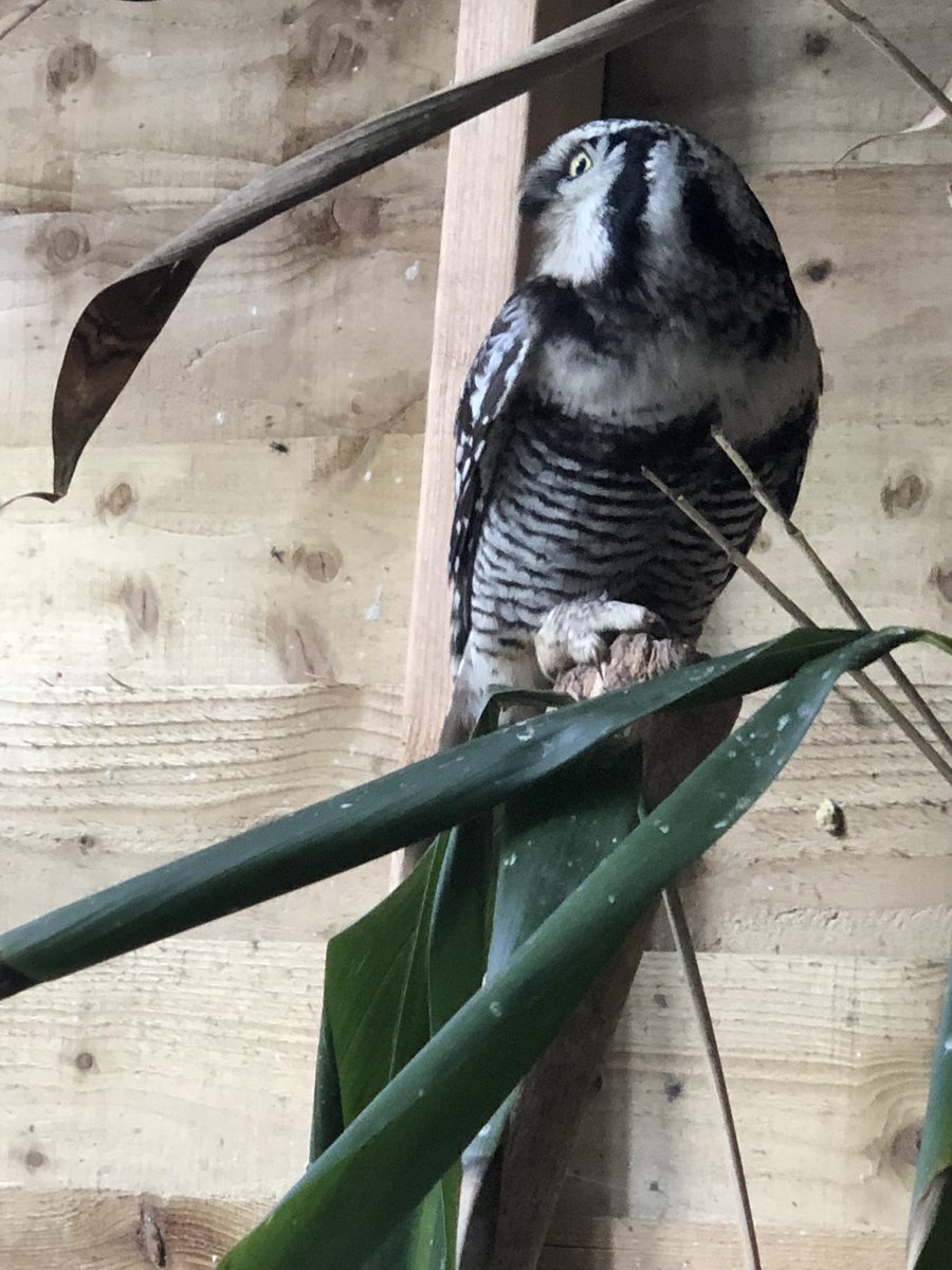 owl_welsh's tweet photo. The northern hawk owl is one of a few owl species that prefers to be active in the day, perfect for our visitors to come and see! #thewelshowlgardenandzoo #pictoncastlegardens #zoo #wogaz #owl #northernhawkowl #bird #animal #animalfacts https://t.co/m3mO99e1e9