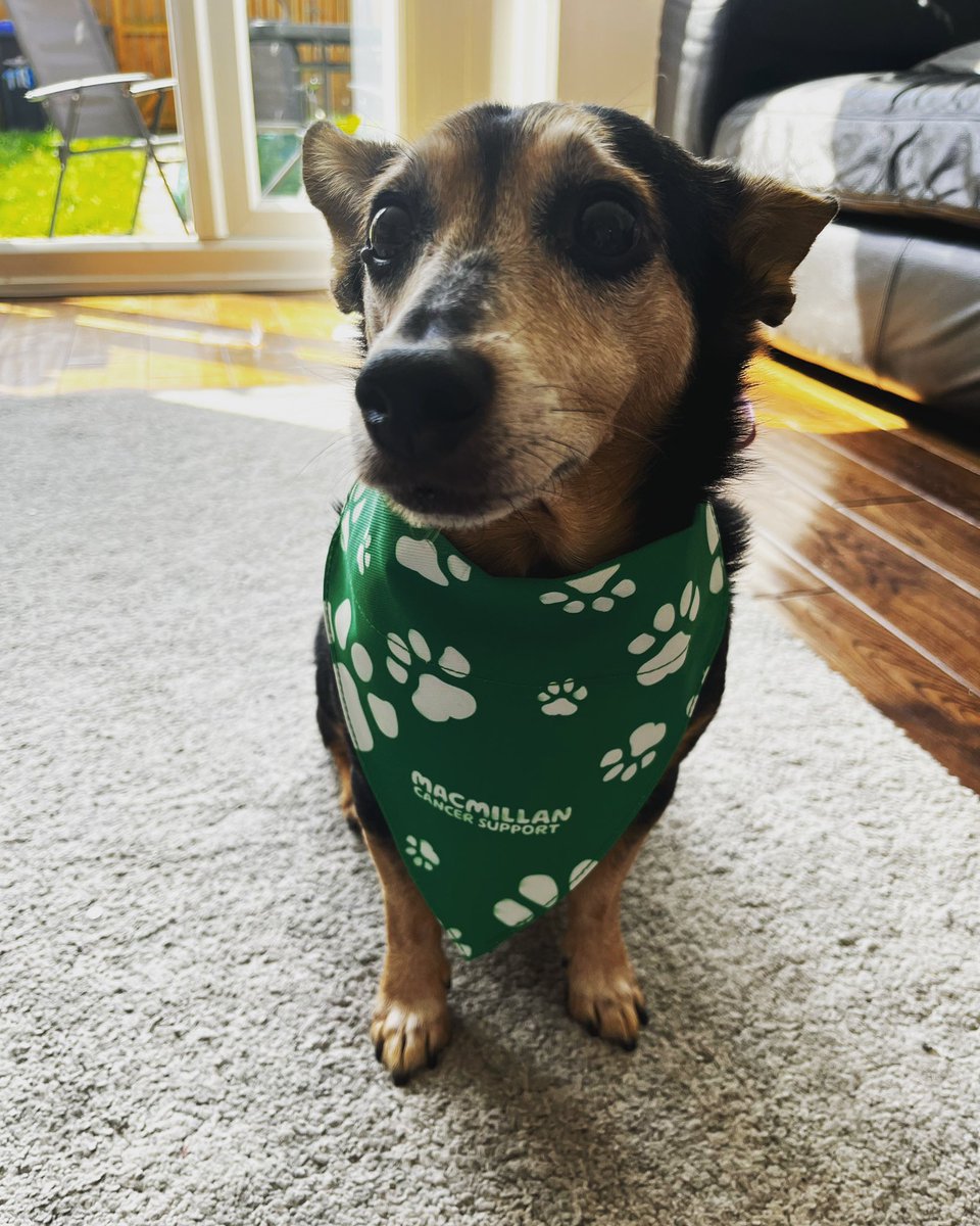 My little guy telling you I’m skydiving next week for Macmillan Cancer, link is below in case you haven’t seen me posting it thousands of times recently 💚 justgiving.com/fundraising/am….