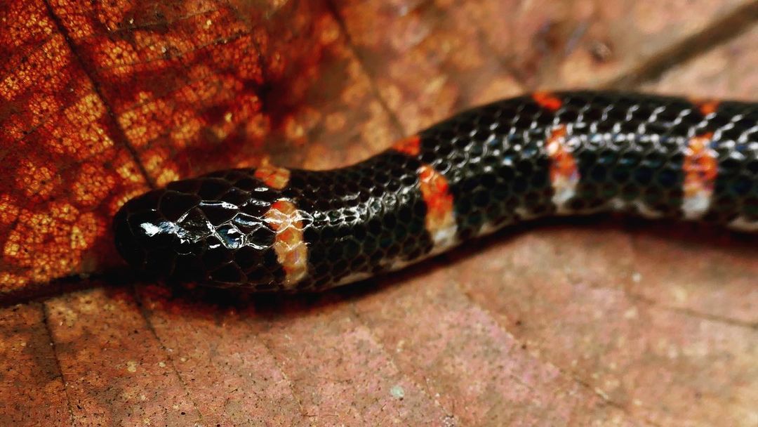 Lined Pipe Snake (Cylindrophis lineatus), Sarawak, Malaysia (Borneo)