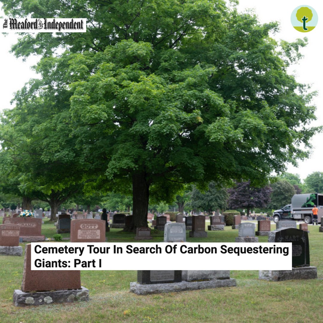 treetrusttrees's tweet image. Thank you @TMI_updates for the feature and for recounting the story of how TT Meaford found some of it&apos;s future legacy trees! 

Read the full article: bit.ly/3MgWkpe

#treetrust #meafordontario #legacytrees #treearborists #savethetrees #treecare