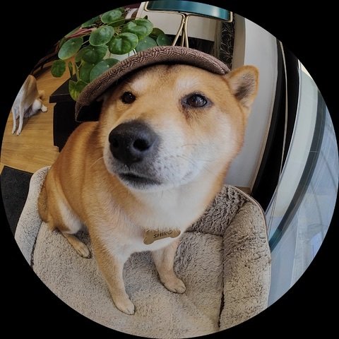 PeteLau's tweet image. Found the ideal muses for the fisheye lens on my OnePlus 10 Pro. #shotononeplus