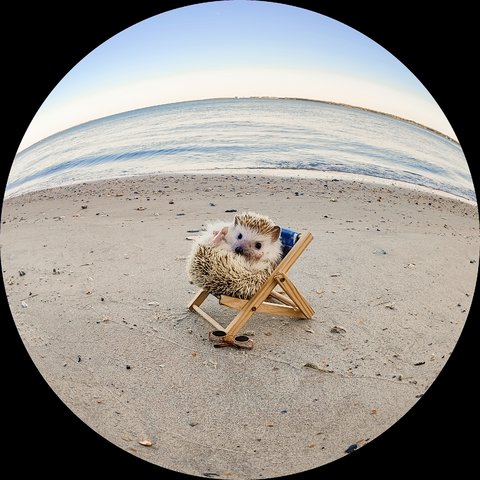 PeteLau's tweet image. Found the ideal muses for the fisheye lens on my OnePlus 10 Pro. #shotononeplus