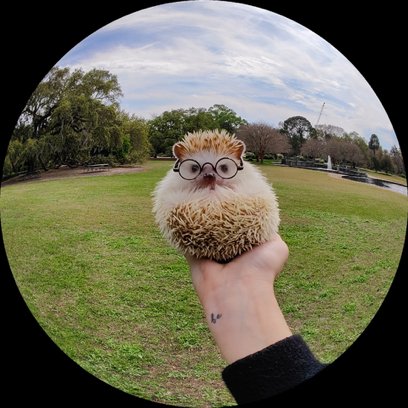 PeteLau's tweet image. Found the ideal muses for the fisheye lens on my OnePlus 10 Pro. #shotononeplus