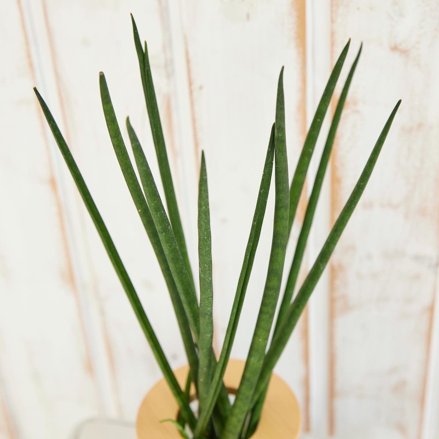 Wootang Jpwootang Twitter