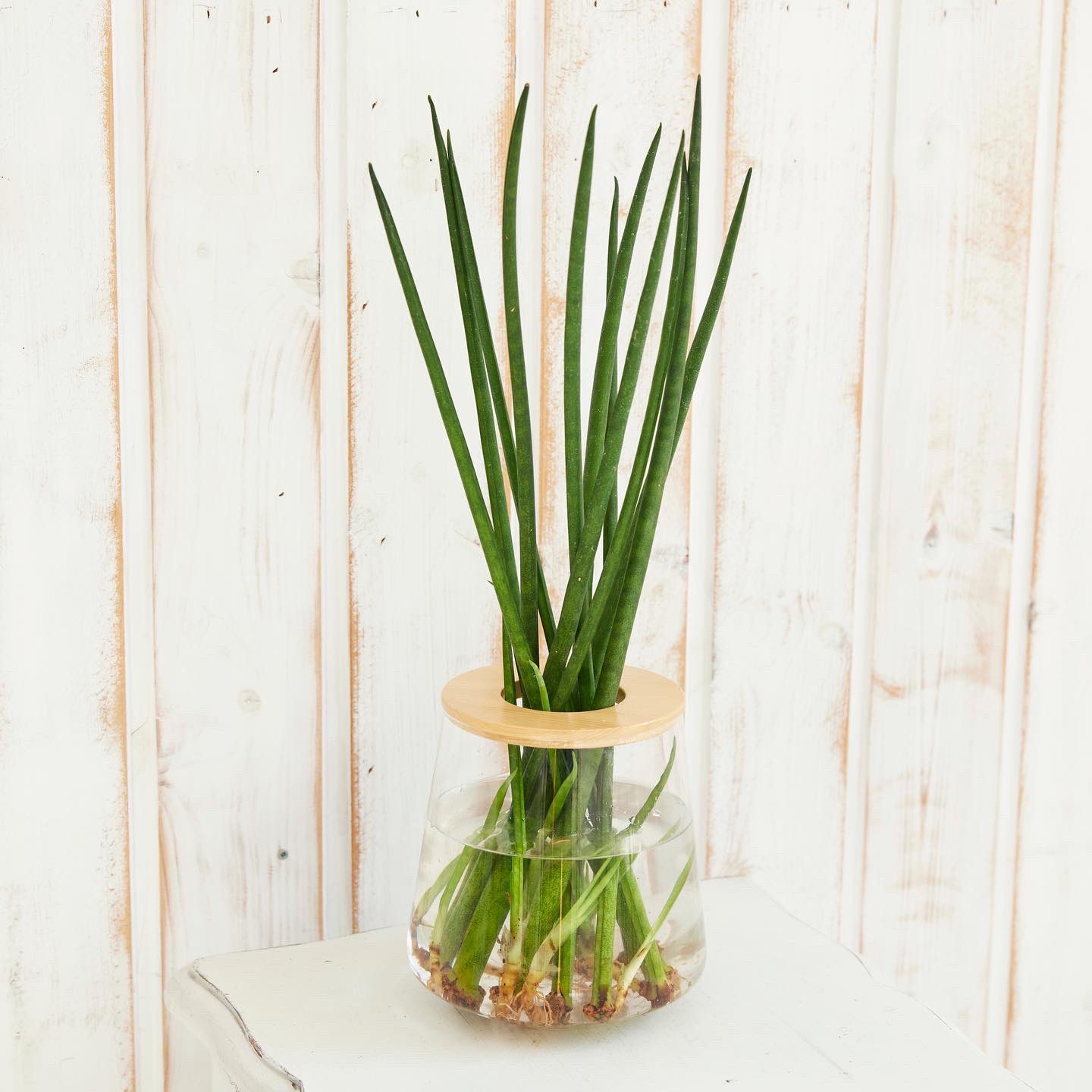 Wootang Jpwootang Twitter