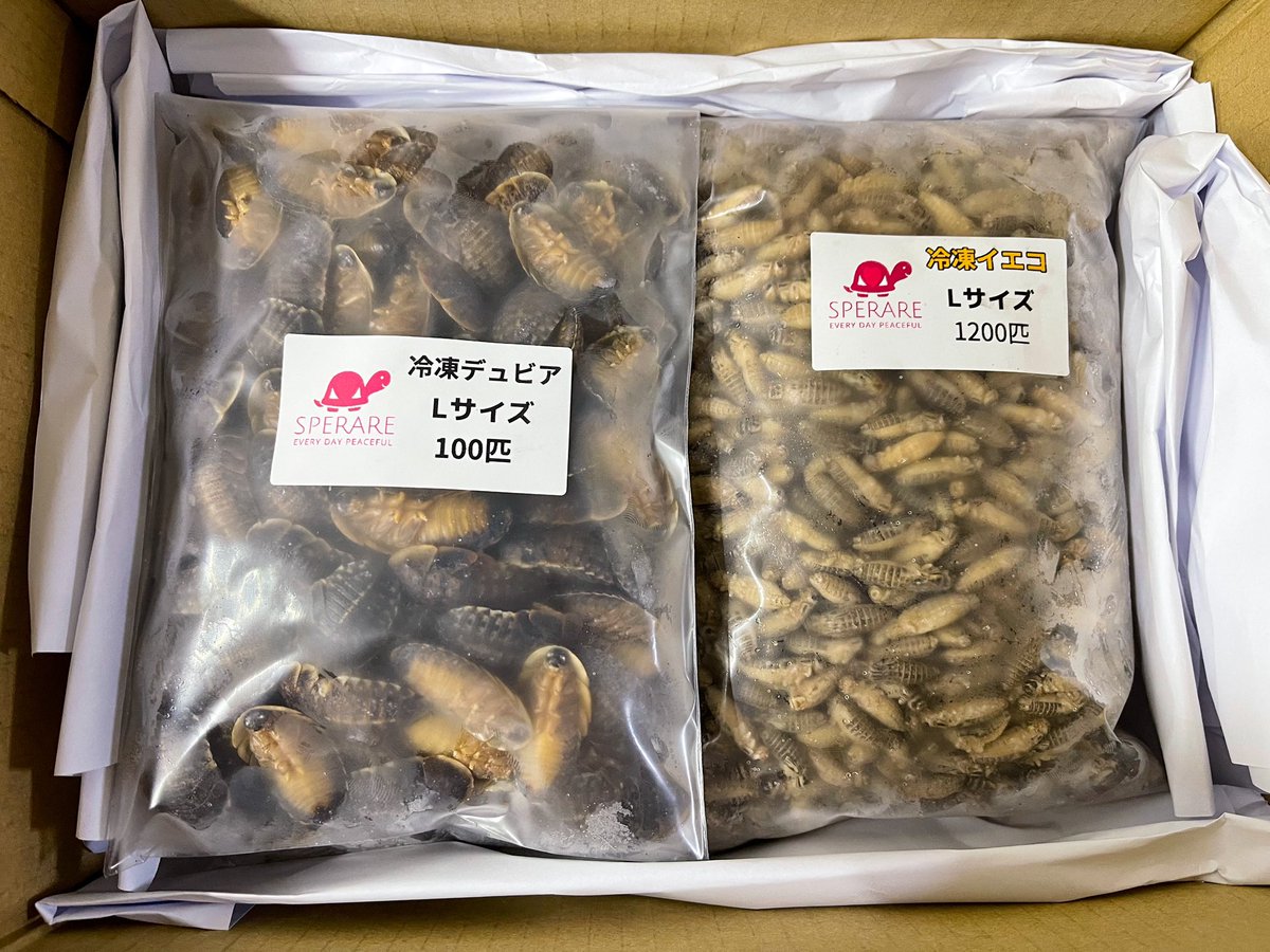 SPERARE2019's tweet photo. 本日の営業は終了致しました。
通販サイトよりご注文いつもありがとうございます🙇♂️😊
#爬虫類餌
#爬虫類餌通販
#冷凍コオロギ🦗
#冷凍クロコ
#冷凍イエコ
#冷凍デュビア
#MonitorFeed
#Repfeed
#モニターフィード
#レプフィード https://t.co/pxelUKfWMc