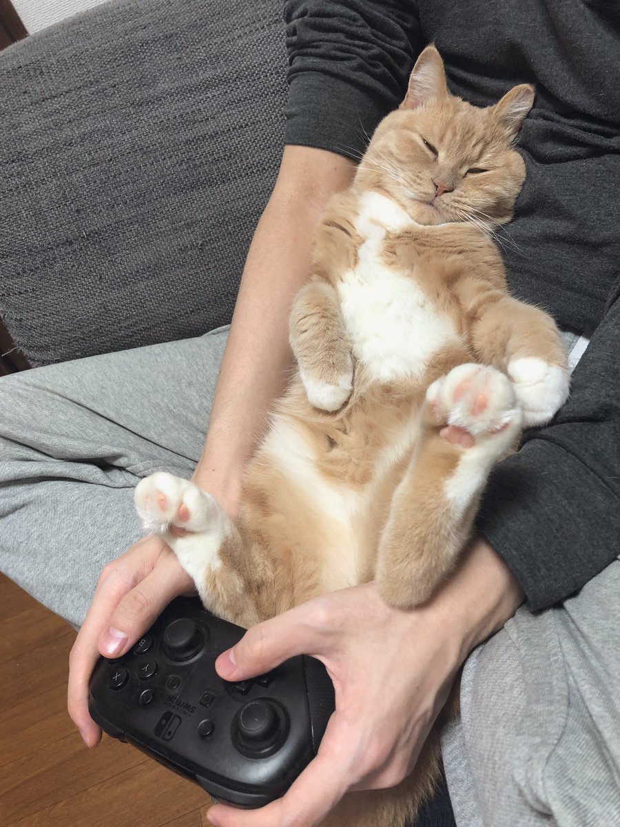 manchikanmaru's tweet photo. リラックスまるちゃん🐈 https://t.co/XXjLG1Fj1H