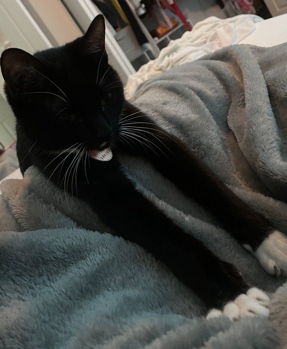 Stretch
#CatsOfTwitter #CatsofTwittter