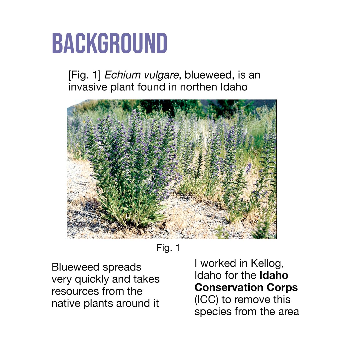 PBIOWriting's tweet photo. Here's the cool stuff Undergrad Heather did for an #internship over the summer of 2020 with @Idaho_CC @PBIOWriting  #blueweed #invasives #invasivespecies #conservation https://t.co/W7fsHHUSXI