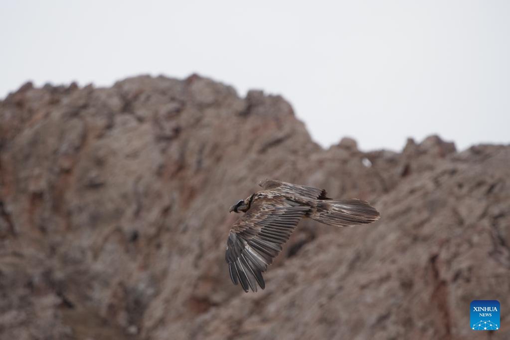 TibetNews11's tweet photo. #fauna #selvatica #protetta in #Tibet (3) https://t.co/9PQe8vPuaf