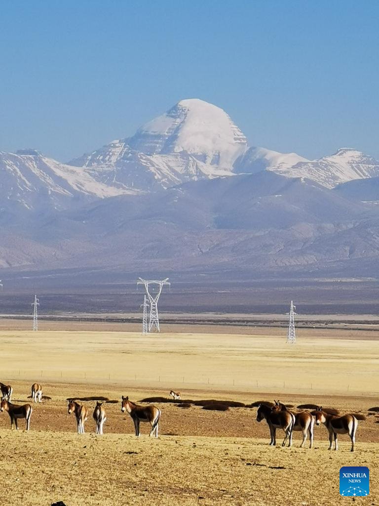 TibetNews11's tweet photo. #fauna #selvatica #protetta in #Tibet (3) https://t.co/9PQe8vPuaf