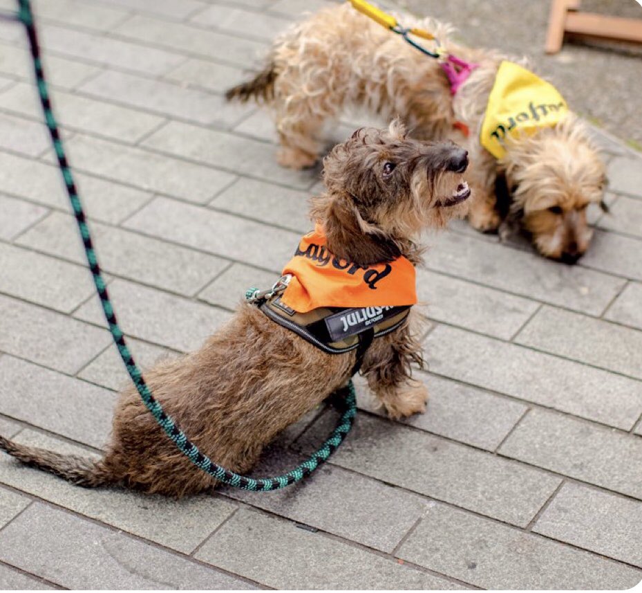 CatfordFoodMkt's tweet photo. If you're out for a slow Sunday stroll this week with your four-legged friends, stop by #CatfordFoodMarket! 

So long as dogs are on leads, they are more than welcome at the market; you'll even find @catford_dogs leads in the @HouseOfCatford popup on Catford Broadway!   🐶 https://t.co/4Uc16yhf0r