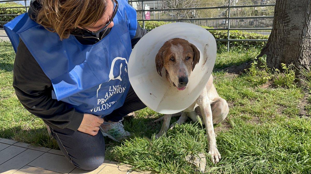 lndc_italia's tweet photo. Belen ora è salva grazie al nostro intervento. E' stata aggredita dal compagno di box presso il Canile della Muratella ed è rimasta sanguinante per 18 ore prima che qualcuno intervenisse. Noi l'abbiamo presa in affido e portata in clinica per l'operazione. https://t.co/18xIorFTHI