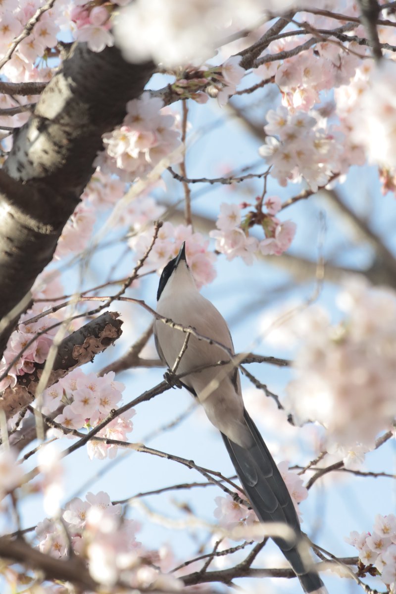 gontanokoneroku's tweet photo. Azure-winged magpie 😃 https://t.co/asOKktREwZ