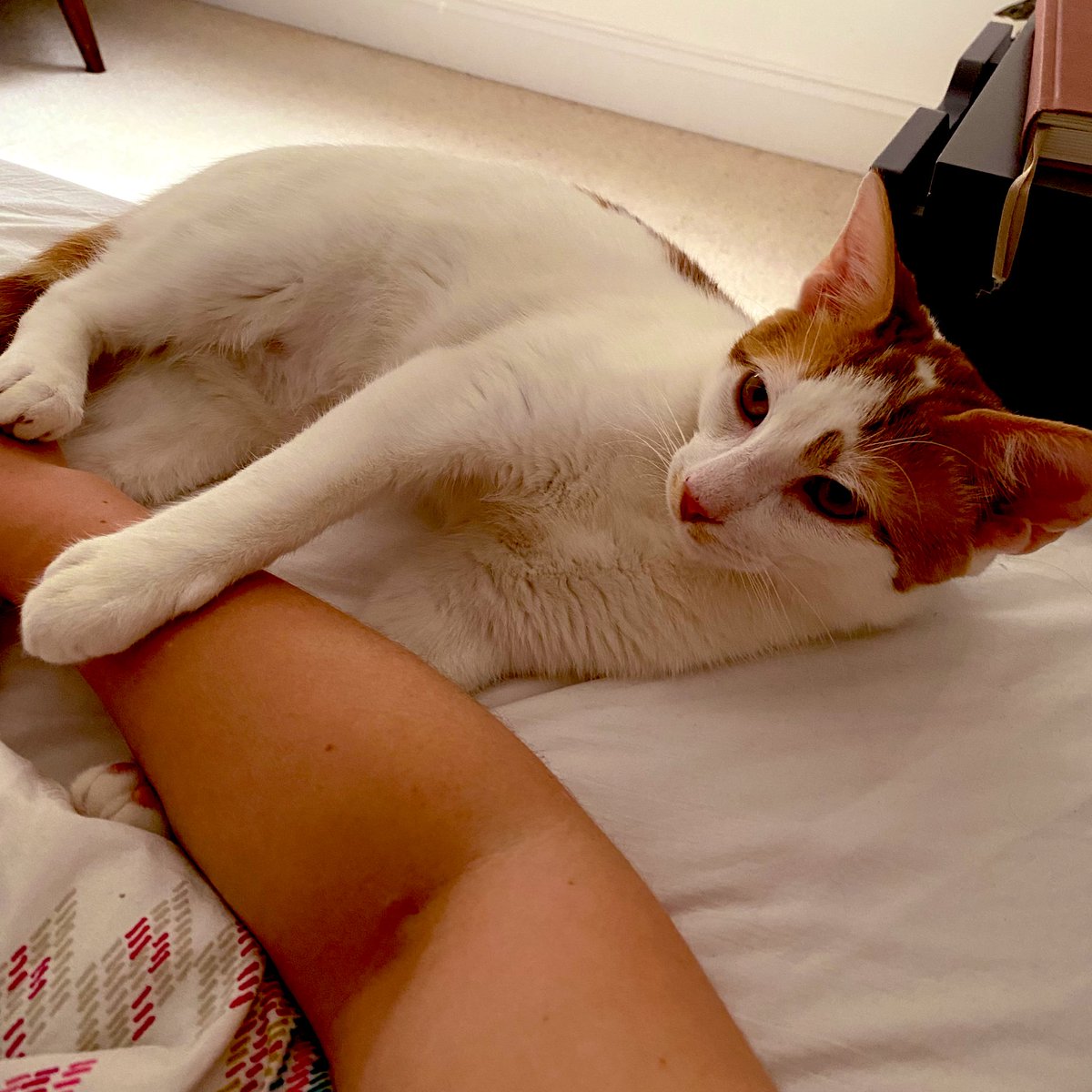 Keeping me company in bed with a virus (not THE virus it seems, how dare others still exist!) 🐱