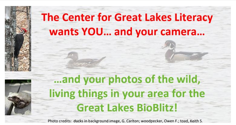 WiscWaterLib's tweet photo. It's time to do the BioBlitz!!! Join the #GreatLakes BioBlitz and CONTRIBUTE TO SCIENCE! Our community science event kicks off Friday, Earth Day, April 22 and runs for 4 weeks. Join #TeamWisco

https://t.co/ujHzKUEWsz https://t.co/No5EoCtHt1