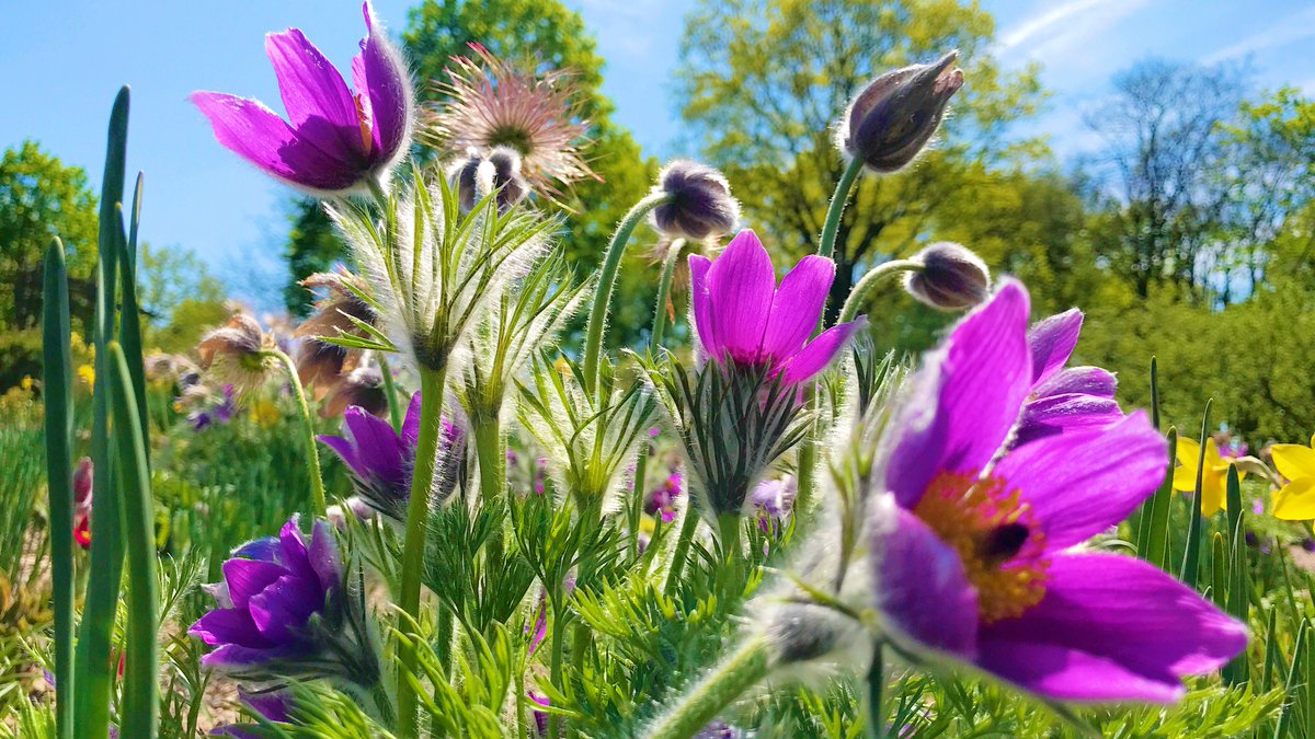 akmkdt's tweet photo. 🇩🇪ダルムシュタットの庭園・Rosenhöhe (ローゼンヘーェ)は、その名に冠する通り薔薇園の美しさで知られているのですが、実は、春の球根系のお花シーズンも良いのです🌷💕
#花のドイツ
#VisitHessen https://t.co/gJs4XOmJag