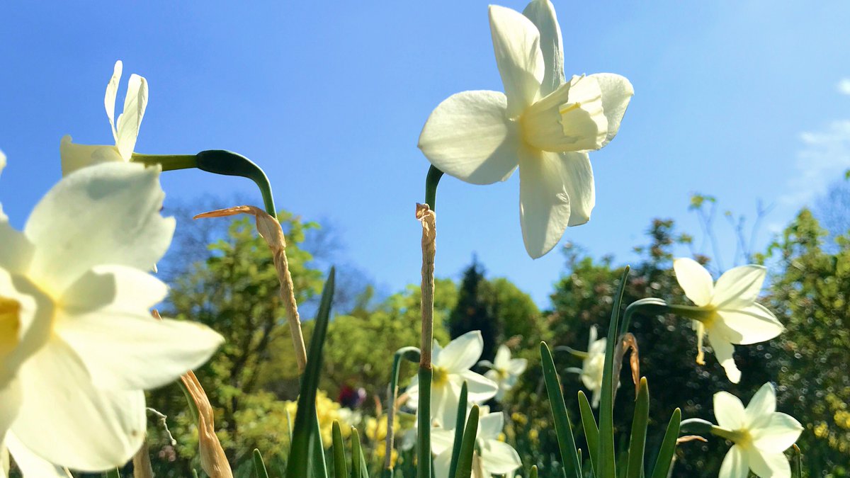 akmkdt's tweet photo. 🇩🇪ダルムシュタットの庭園・Rosenhöhe (ローゼンヘーェ)は、その名に冠する通り薔薇園の美しさで知られているのですが、実は、春の球根系のお花シーズンも良いのです🌷💕
#花のドイツ
#VisitHessen https://t.co/gJs4XOmJag
