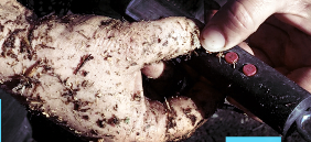 Marie Louise Juul tweet media