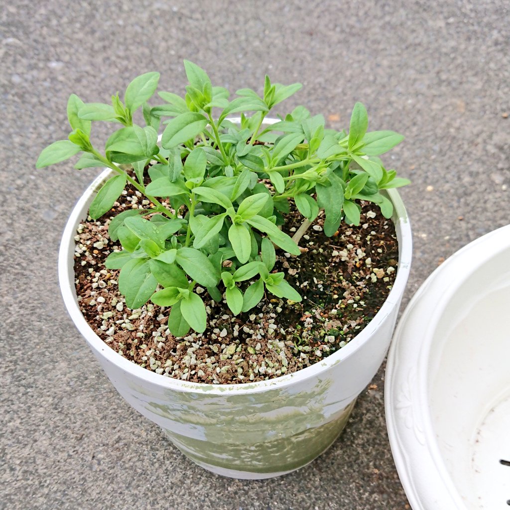 冬越しに成功したサフィニアももいろハートちゃんを植え替えしました🌼 