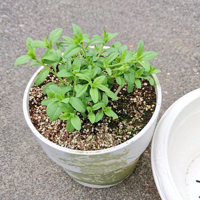 冬越しに成功したサフィニアももいろハートちゃんを植え替えしました🌼 