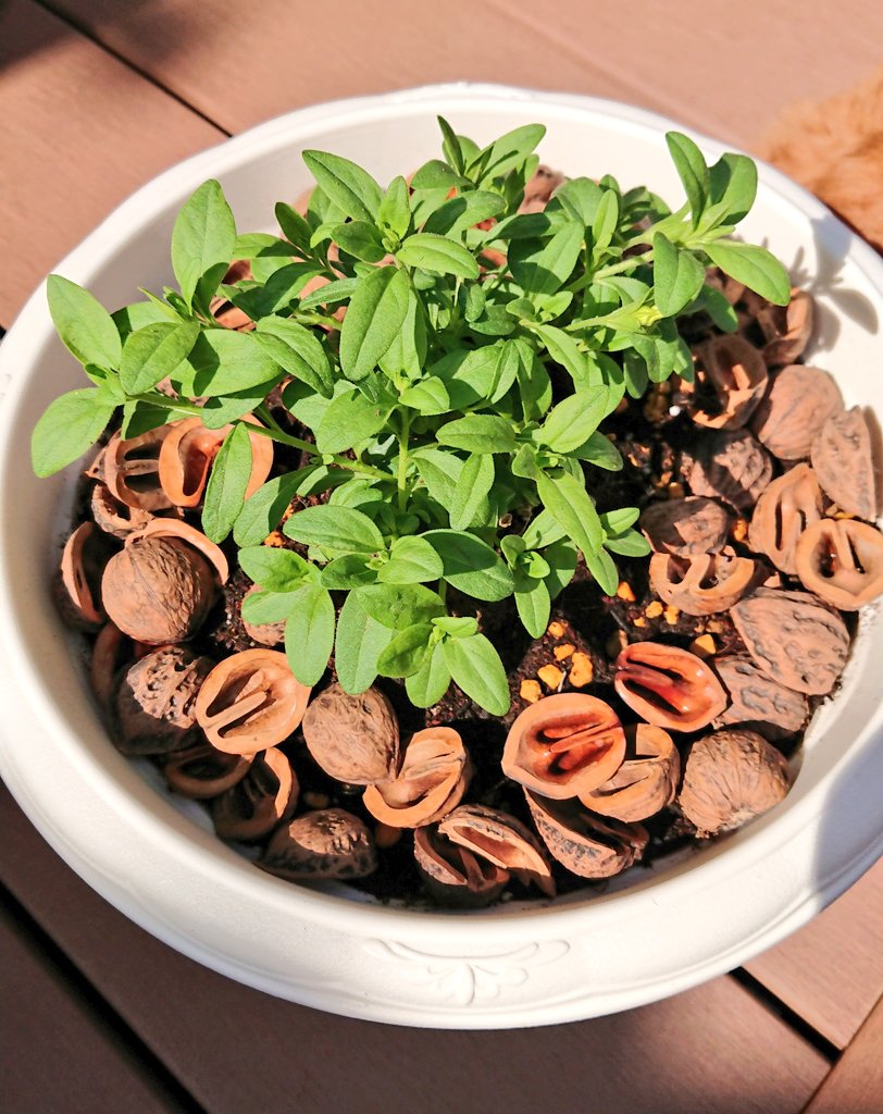 冬越しに成功したサフィニアももいろハートちゃんを植え替えしました🌼 