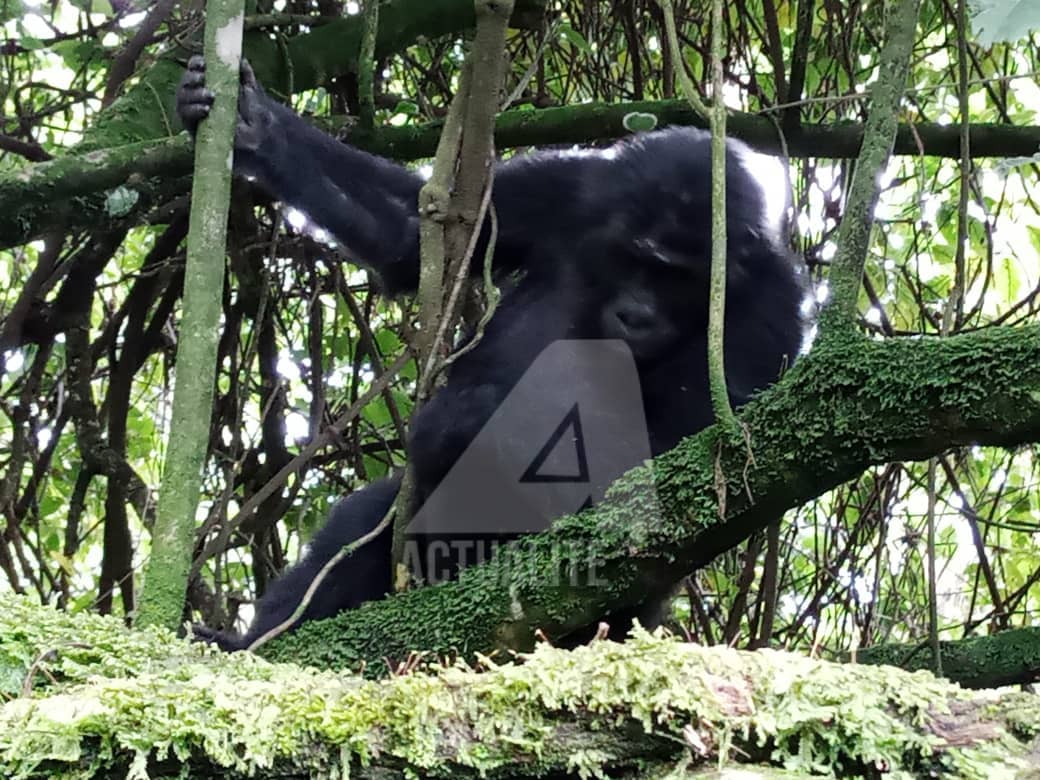 DeskNature's tweet image. RDC: Deo Kujirakwinja nouveau Directeur du @ParcKahuziBiega
desknature.com/2022/04/19/rdc…