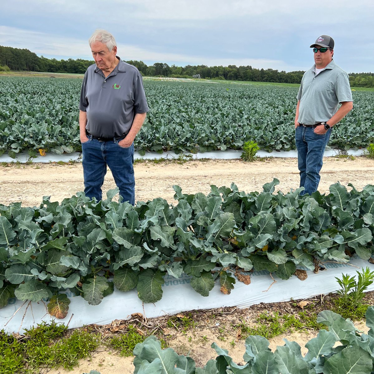 LMCompanies's tweet image. Joe McGee and Bert Kight checking #broccoli fields in Georgia that start #harvest this week 🥦  📸 by Greg Cardamone #lmfamilyfarms #agriculture #freshproduce