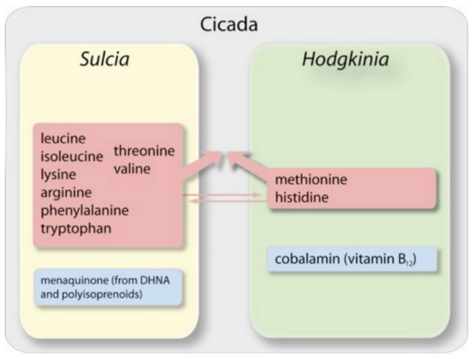 Pluribus_E_Unum's tweet photo. Cicadas and other sap feeding insects their amino acids through symbiotic associations with microbes! Here are some slides by J. McCutcheon. @PBIOWriting #cicadas #microbes https://t.co/sfY4zfXQ41