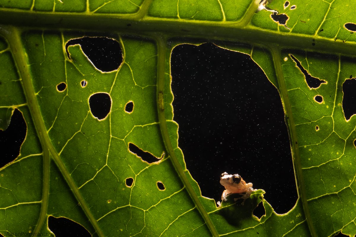 NatGeoEducation's tweet image. This #EarthDay, join the National Geographic Society as we illuminate, celebrate, & protect the Amazon.
Through student experiences & our #ResourceLibrary collection, we invite you to explore the complex ecosystem of the Amazon. on.natgeo.org/6018KFaCg
📸 Aaron Pomerantz