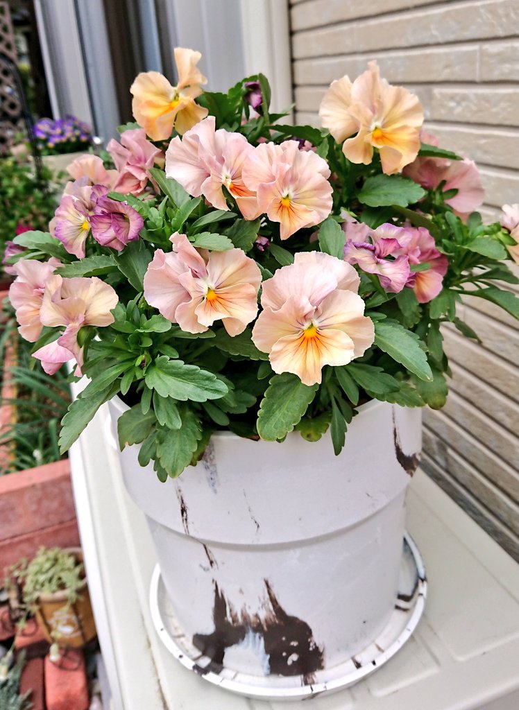 ここ最近の寒暖差や突然の雨でそろそろ厳しいかなと思う冬のお花たちですが、まだイケるよ咲けるよって言ってる気がするので私も頑張って毎日お手入れしてます🌼 