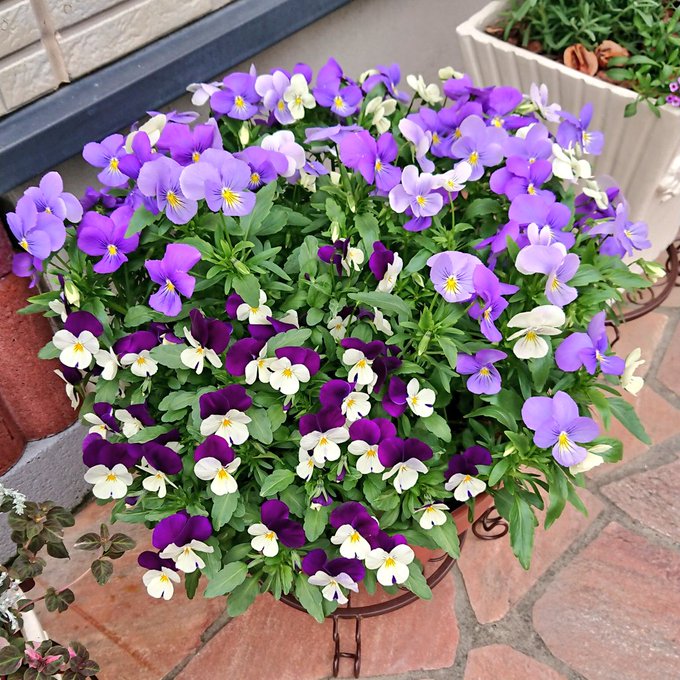 ここ最近の寒暖差や突然の雨でそろそろ厳しいかなと思う冬のお花たちですが、まだイケるよ咲けるよって言ってる気がするので私も頑張って毎日お手入れしてます🌼 