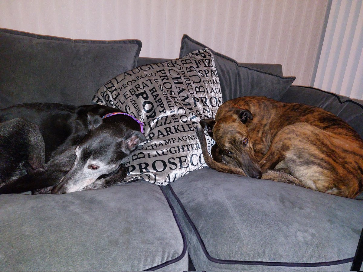 Oscar & Ruby 🐾 Daragh 🌈 Coco 🌈 tweet media