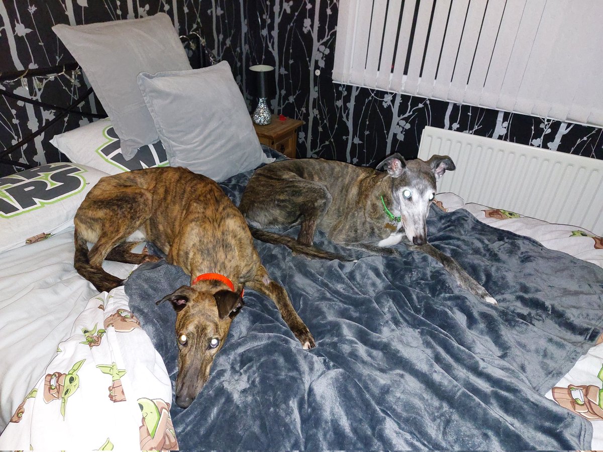 Oscar & Ruby 🐾 Daragh 🌈 Coco 🌈 tweet media