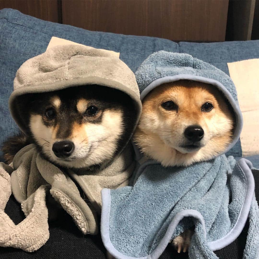 ta frio
