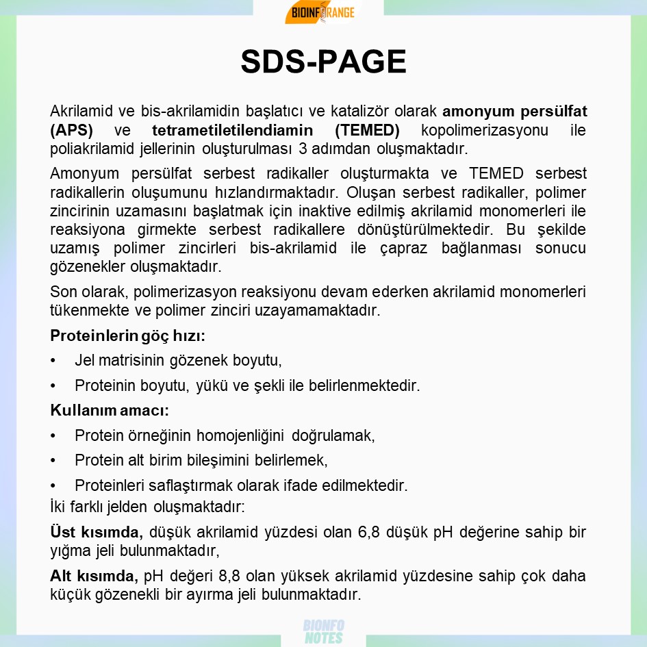 SDS-PAGE hakkında bir #bioinfonotes paylaşılmıştır.

#sdspage #jelelektroforezi #protein #poliakrilamidjel #amonyumpersülfat #bilimlekalalım