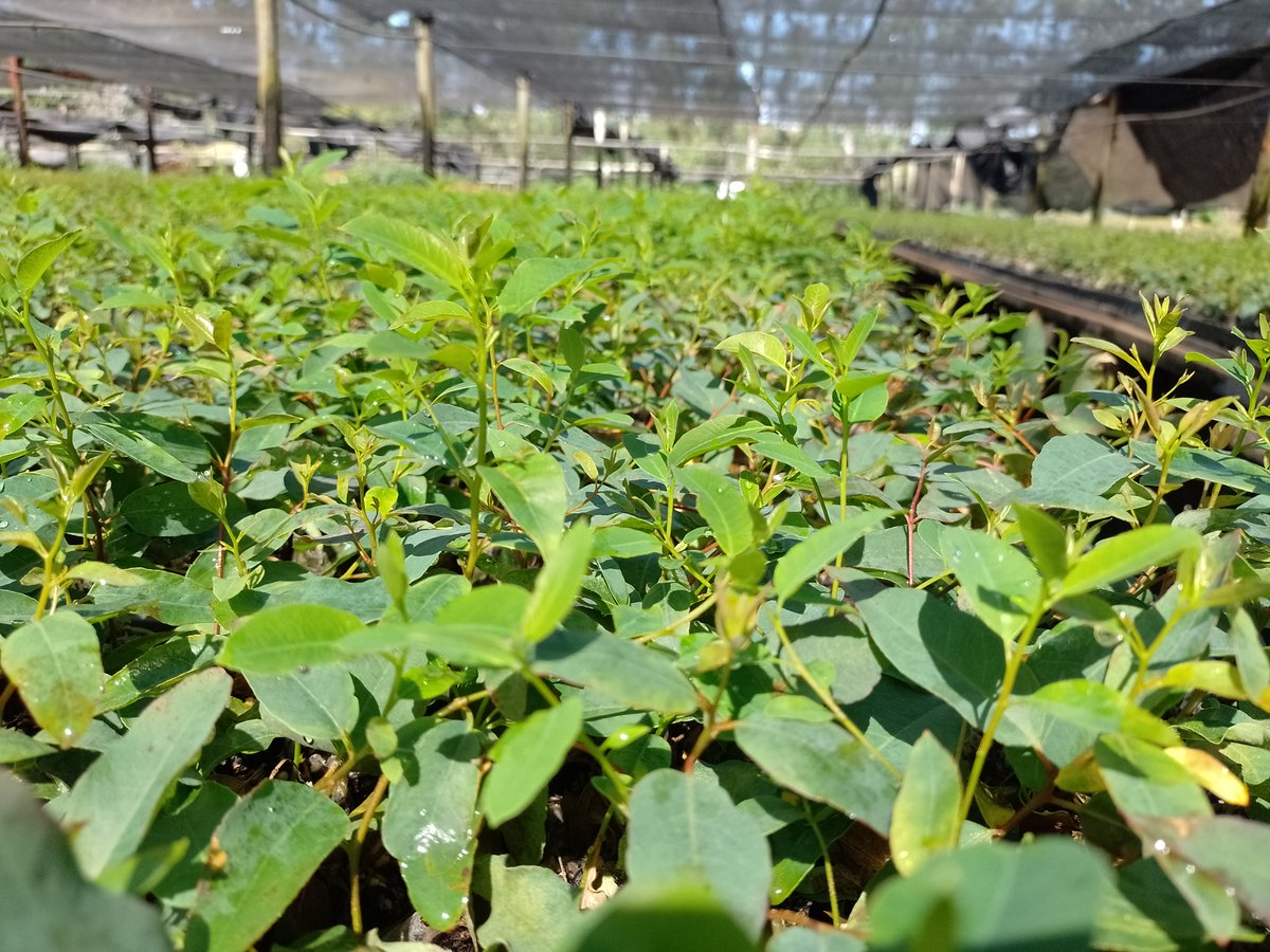 pedrobottao's tweet photo. Gira por un sector pujante de ARGENTINA. Desde vivero, plantaciones, impregnado, aserrado y producción de energía con biomasa; visita y análisis de negocios en NEA.
@AfoaArg @FAIMAargentina 
@apefic @CorrientesGob https://t.co/D0VYQQwbsU