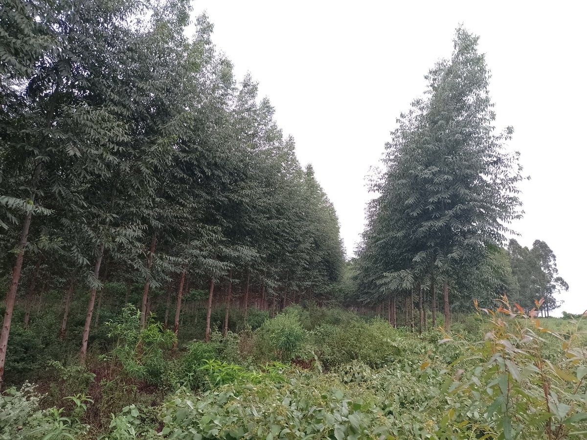 pedrobottao's tweet photo. Gira por un sector pujante de ARGENTINA. Desde vivero, plantaciones, impregnado, aserrado y producción de energía con biomasa; visita y análisis de negocios en NEA.
@AfoaArg @FAIMAargentina 
@apefic @CorrientesGob https://t.co/D0VYQQwbsU