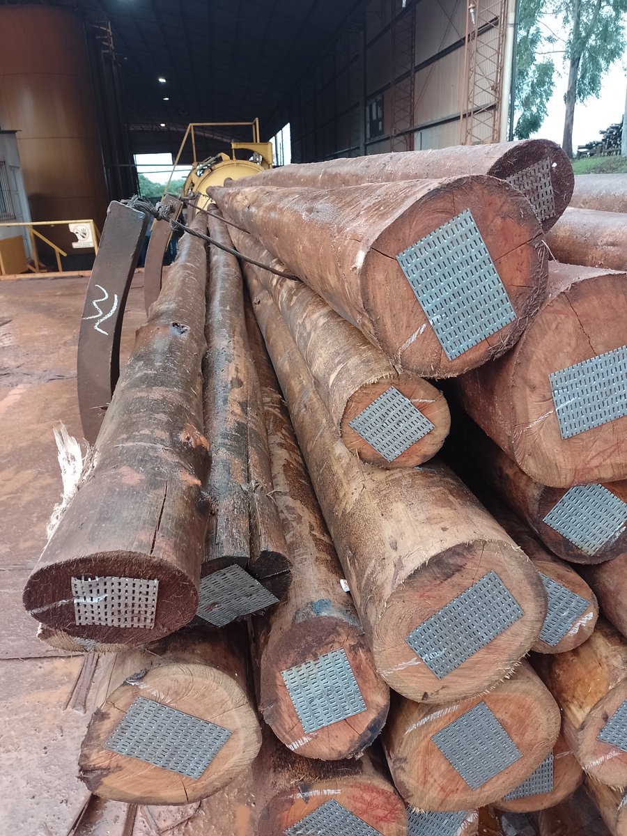 pedrobottao's tweet photo. Gira por un sector pujante de ARGENTINA. Desde vivero, plantaciones, impregnado, aserrado y producción de energía con biomasa; visita y análisis de negocios en NEA.
@AfoaArg @FAIMAargentina 
@apefic @CorrientesGob https://t.co/D0VYQQwbsU