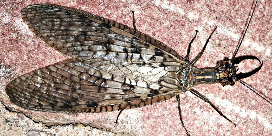 ejtaxonomy's tweet photo. [#Entomology] A world checklist of extant and extinct species of Megaloptera (Insecta: Neuropterida)

🔗 DOI: https://t.co/XwAs2jKb0B
✒️ Caleb C. Martins et al.
#alderflies #dobsonflies #fishflies #biodiversity #Megaloptera #Insecta #taxonomy #Neuropterida https://t.co/uxDF8r9DjA