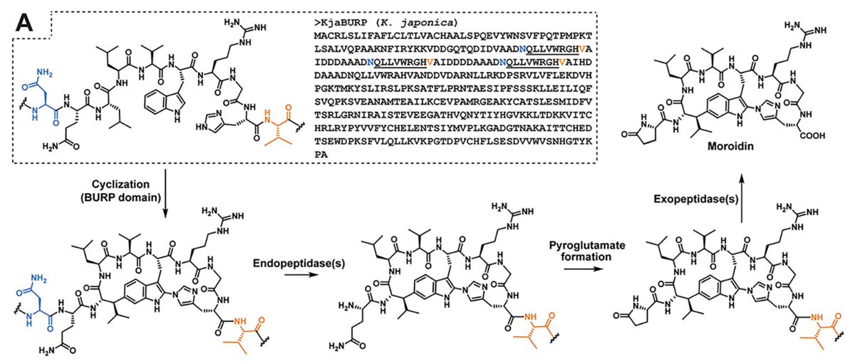 Gene-Guided Discovery and Ribosomal #Biosynthesis of Moroidin Peptides by <a href="/kersten_lab/">kersten lab</a> at <a href="/UMichPharmacy/">U-M College of Pharmacy</a>, <a href="/LisaMydy/">Dr. Lisa Mydy</a>, <a href="/photocyte/">Tim Fallon, PhD</a>, Floris de Waal, Khadija Shafiq, <a href="/jesse_wotring/">Jesse Wotring</a>, Jonathan Sexton, &amp; Jing-Ke Weng at <a href="/WhiteheadInst/">Whitehead Institute</a> <a href="/MITBiology/">MIT Biology</a> in <a href="/J_A_C_S/">J. Am. Chem. Soc.</a> pubs.acs.org/doi/10.1021/ja…